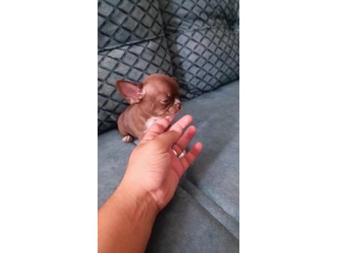 Orjinal dişi elma kafa chihuahua