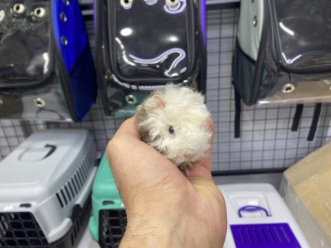 Ginepig yavrularımız