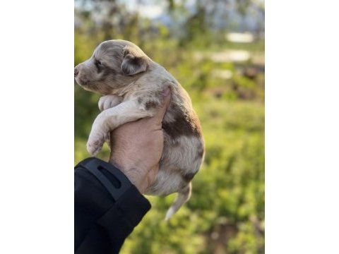 Anne altından red merle blue merle border collie