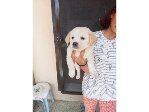 Uygun ve kaliteli maltipoo yavrular