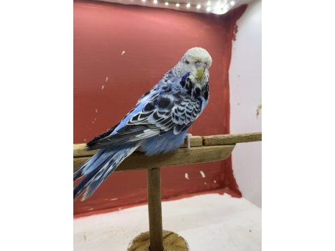 Show muhabbet kuşu