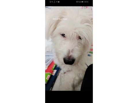 Maltese oğlumuza yuva arıyoruz