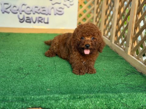 Poodle yavrusu