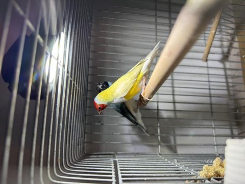 Gouldian finch
