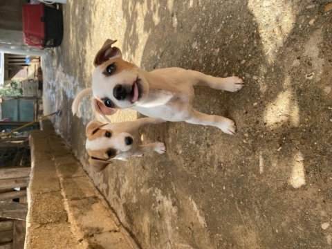 Safkan kısa bacak jack russell
