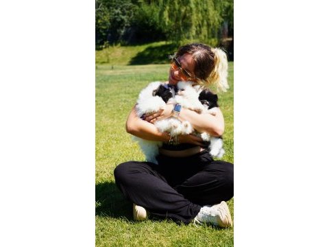 Muhteşem pomeranian boo yavruları 
