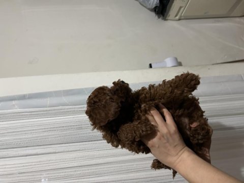 Toy poodle yavrular 3 aylık