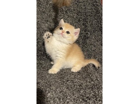 Anne baba şecereli safkan golden ny12 dişi british shorthair