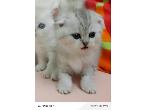 Scottish fold yavrular