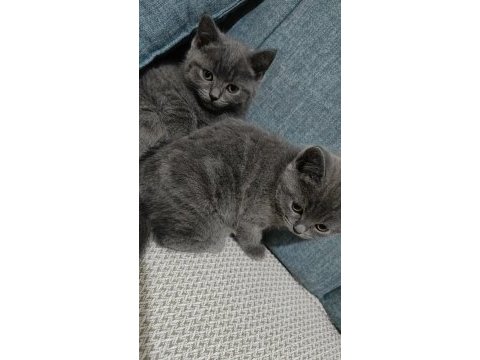 Ankara içi british shorthair
