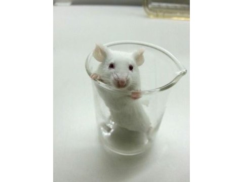 Lab - rat - dumbo rat - panda mice adrese teslim mevcut