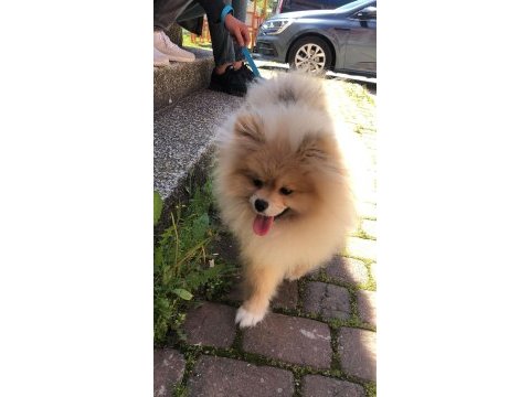 8 aylık pomeranian boo