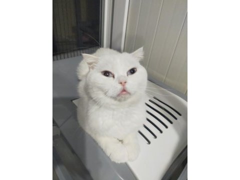 Scottish fold beyaz dişi