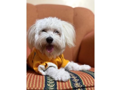 Maltipoo köpeğimiz kuki