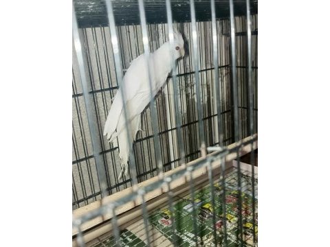Albino takım sultan papağanı