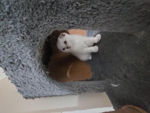 Birbirinde sevimli oyuncu bebek kediler