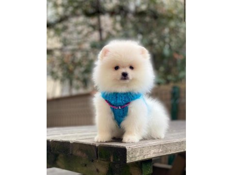 Pomeranian boo 2 aylık orjinal yavrularımız