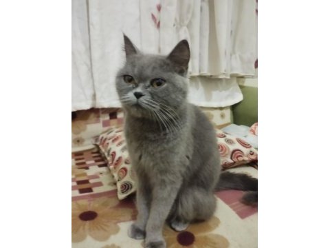 27 aylık uysal dişi british shorthair kedimiz