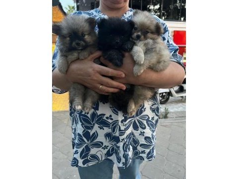 Pomeranian bebeklerim uygun