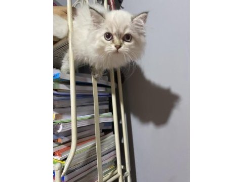 Sahiplendirme british shorthair