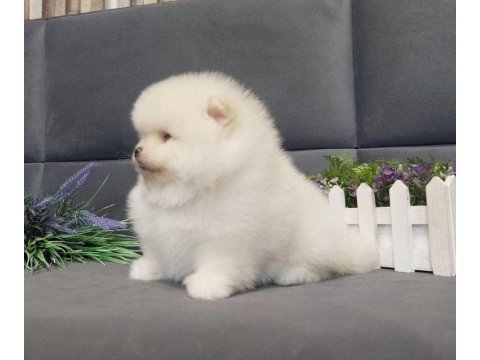 Garantili pomeranian boo yavrular heryere gönderilir