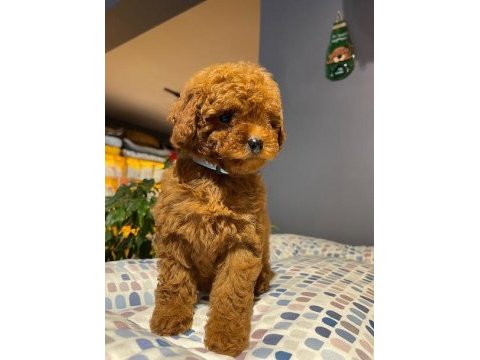 Kusursuz red brown toy poodle