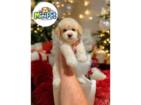 Mini boy toy poodle