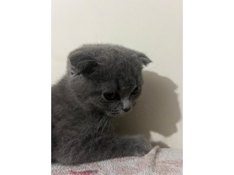 Kedimiz mino sahiplerini arıyor