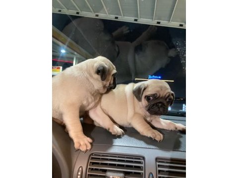Muhteşem pug mops bebek köpeklerimiz