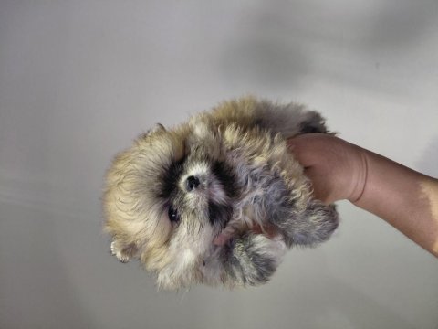 Pomeranian orange renk