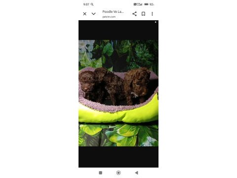 Irk ve sağlık garanti lagotto yavrularımız