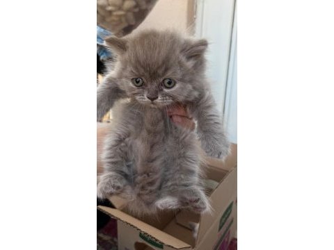 British longhair yavru antalya