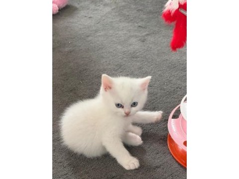 British shorthair yavruları