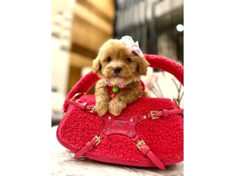 En güzel orjinal teacup yavrular maltipoo