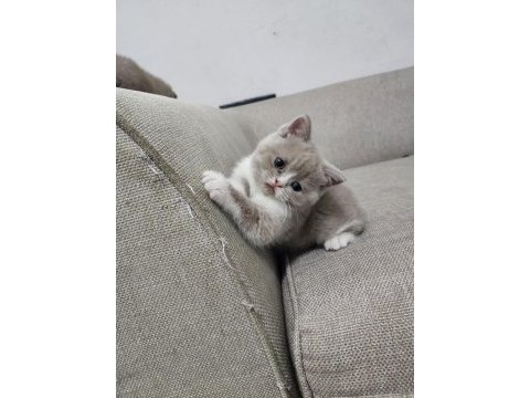 Scottish fold yavrularımız