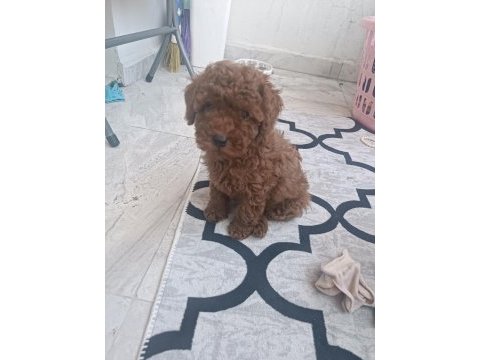 Oyuncu kore kan poodleler seni bekliyor