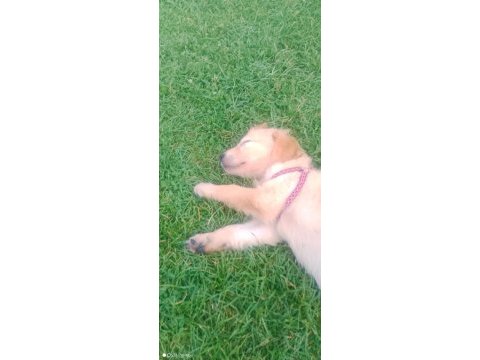 3 aylık dişi golden retriever köpeğim