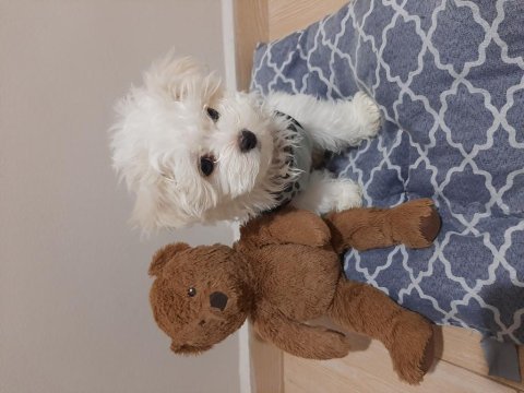 Kore kan 2 aylık erkek köpeğimiz