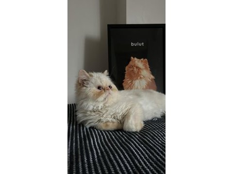 1 yaşında iran kedisi red hair persian
