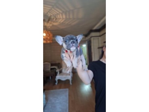 Renk renk french bulldog bebekler