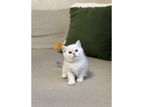 Hemen teslim safkan silver point british shorthair 