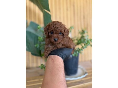 Toy poodle bebekler referans yavru