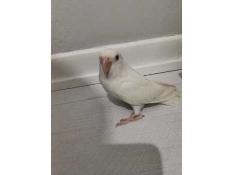 Albino sevda papağanı erkek