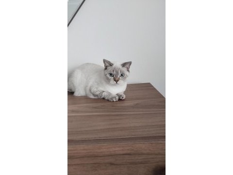 Evimizin british shorthair neşesi yeni yuvasını arıyor
