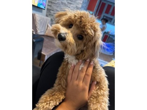 3 buçuk aylık maltipoo