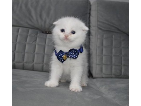 Show class ayı surat scottish fold yavru