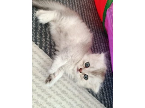 Silver blue point güzeller güzeli british longhair yavrular