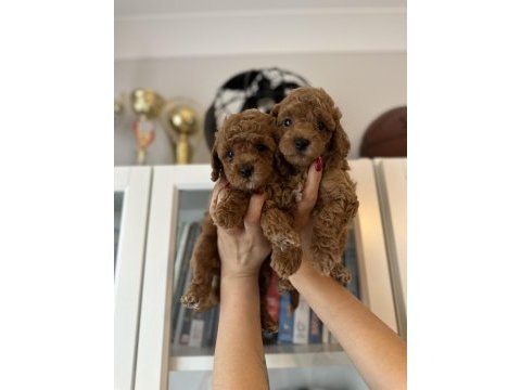 Muhteşem toy poodle yavrular