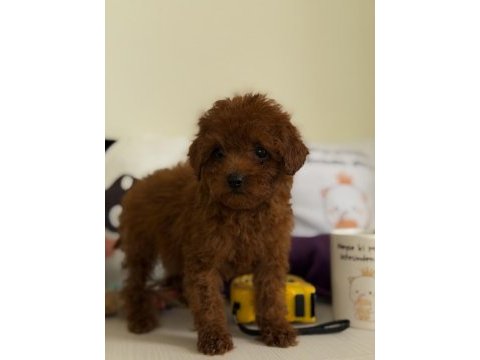 Muhteşem poodle bebekler