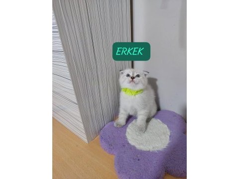Scottish fold paşam hazır